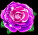 Starlit Rose