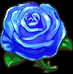 Rose bleue